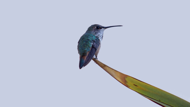 humming-bird-1820752