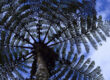Farn Tree