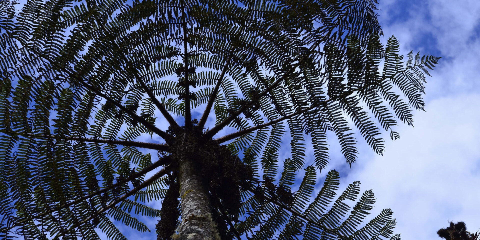 tree-1593730 Farn Tree