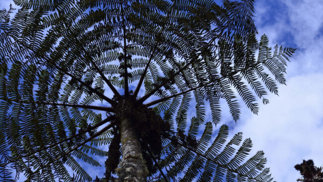 tree-1593730 Farn Tree