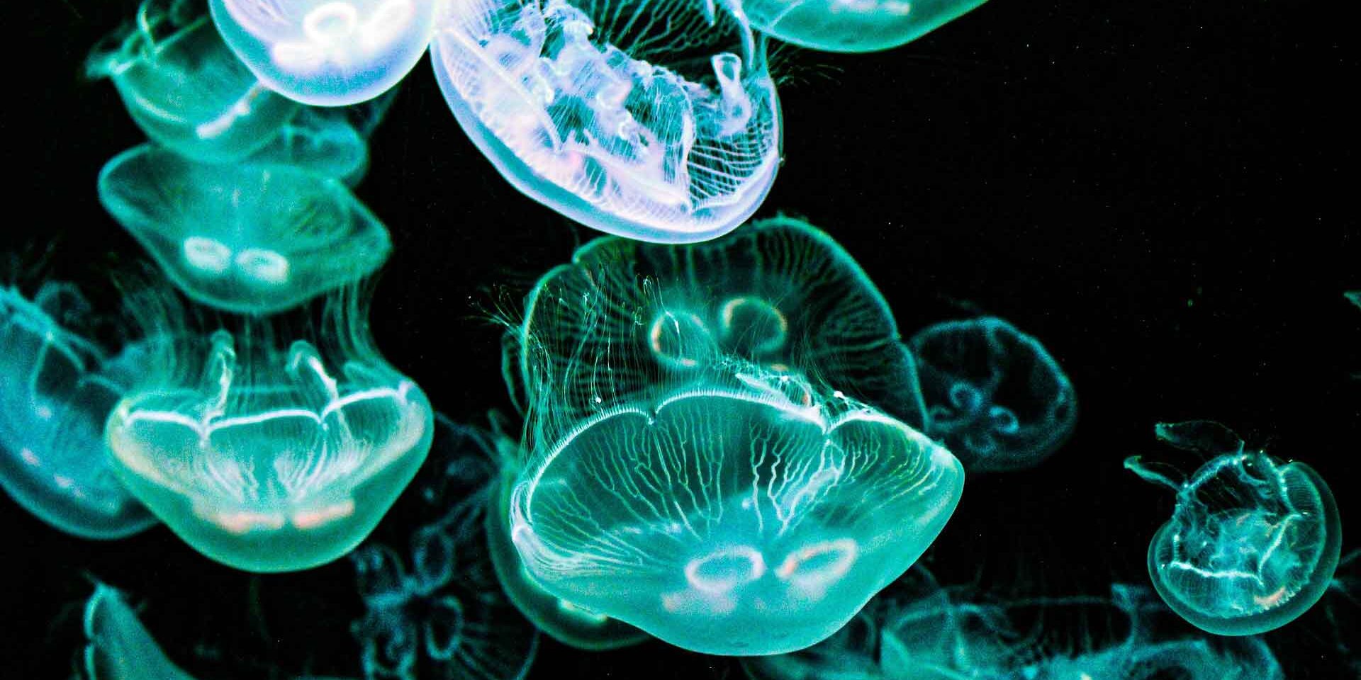 jellyfish-4914197